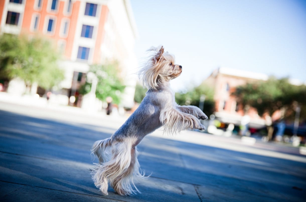 Pet photography shot of a dog standing on rear legs on a walkway